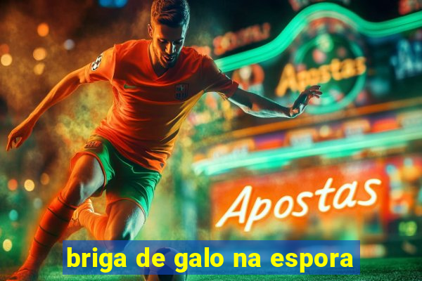 briga de galo na espora